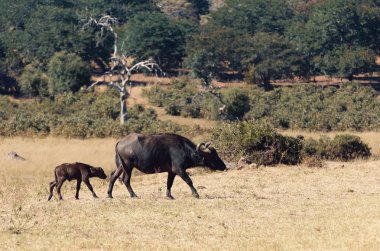 Chobe Ulusal Parkı, Botsvana Afrika safarisinde buzağıyla Afrika Bufalosu