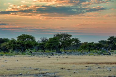 Etosha üzerinde gün batımı Acacia Trees, Namibya Afrika vahşi doğasından bir Afrika çalısı ile