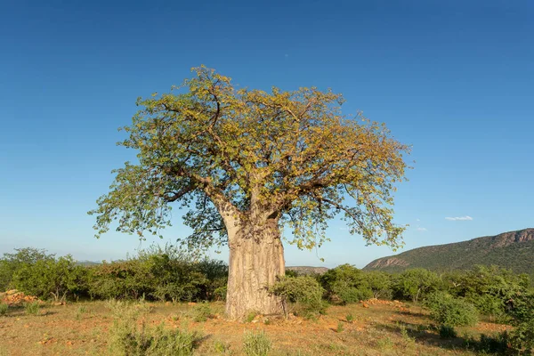 纳米比亚北部的Baobab Adansonia 美丽的树 非洲自然与荒野 — 图库照片