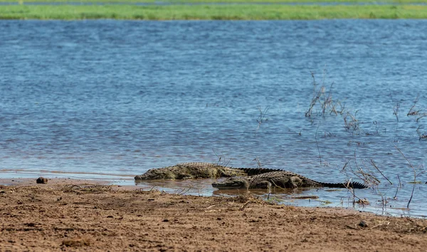 Ruhendes Nilkrokodil Flussufer Chobe River Botswana Safari Wildlife — Stockfoto
