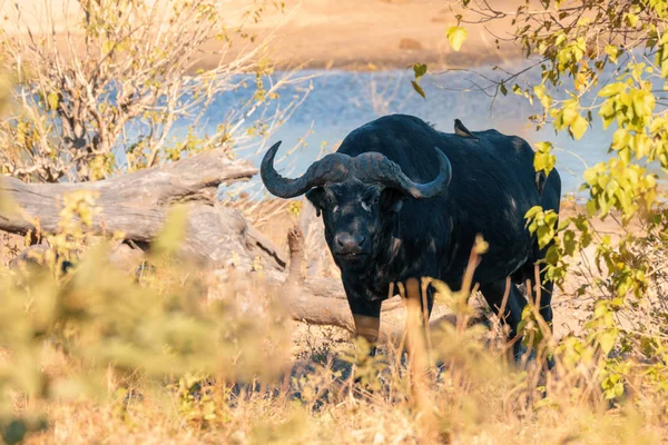 Αφρικανική Cape Buffalo Στο Εθνικό Πάρκο Chobe Μποτσουάνα Αφρική Σαφάρι — Φωτογραφία Αρχείου