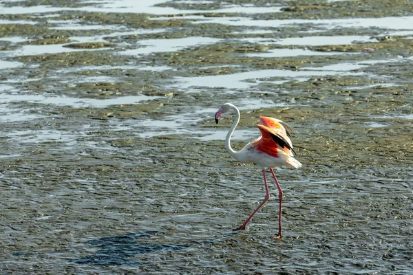 Hermoso Pájaro Rosy Flamingo Busca Comida Barro Walvis Bay Reserva — Foto de Stock