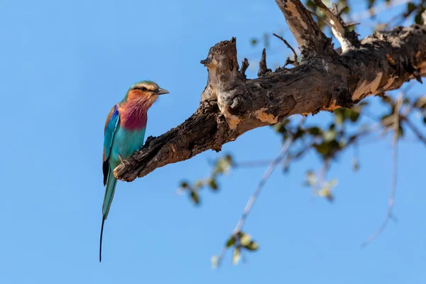 Piękny Kolorowy Ptak Wałek Liliowy Coracias Caudata Park Narodowy Chobe — Zdjęcie stockowe