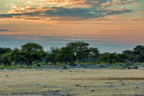 Sunset Etosha Landscape African Bush Acacia Trees Namibia Africa Wilderness — Stock Photo, Image