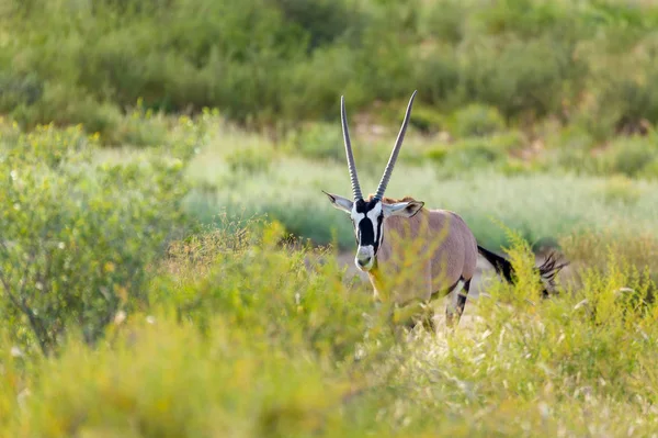 Gemsbok Oryx Gazelle Калахарі Зелена Пустеля Після Дощового Сезону Транскордонний — стокове фото