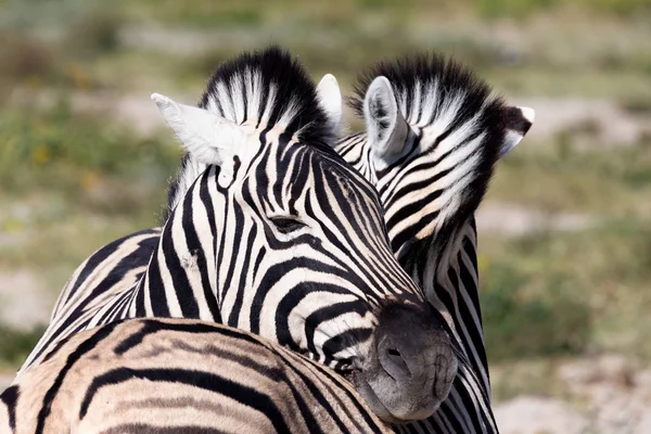 Hravé Burchell Zebra Tele Lásce Africký Keř Národní Park Etosha — Stock fotografie