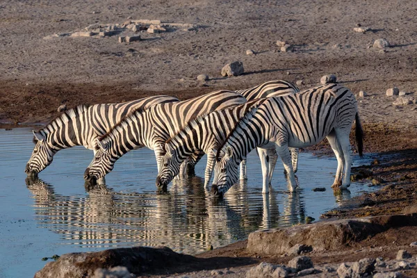 Poranne Odbicie Wodzie Zebry Burchella Parku Narodowym Etosha Namibia Safari — Zdjęcie stockowe