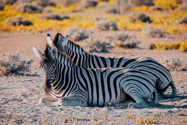 Bela Zebra Despojada Arbusto Africano Reserva Caça Etosha Botsuana África — Fotografia de Stock