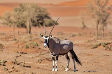 Gemsbok, Oryx ceylanı Sossusvlei 'deki kırmızı kumulların arkasında, Namibya vahşi yaşam safarisi
