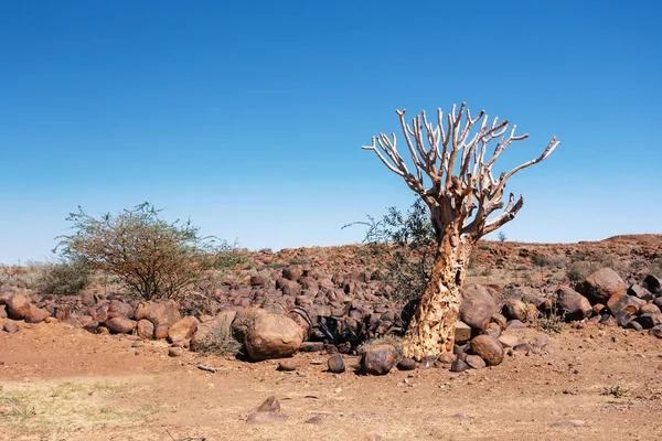 Aloidendron Dichotomum Eski Adıyla Aloe Dichotoma Güney Afrika Güney Namibya — Stok fotoğraf
