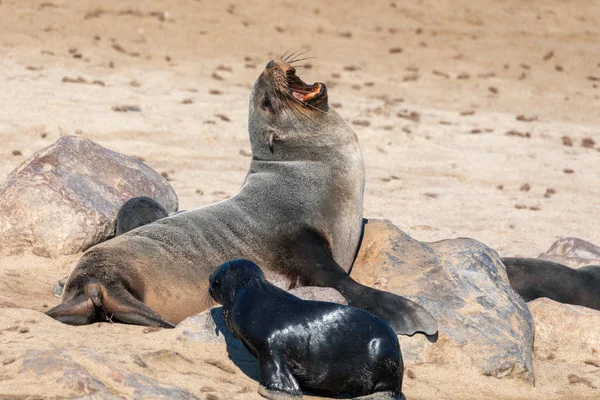 Bebé Foca Piel Marrón Colonia Cape Cross Namibia Safari Fauna — Foto de Stock