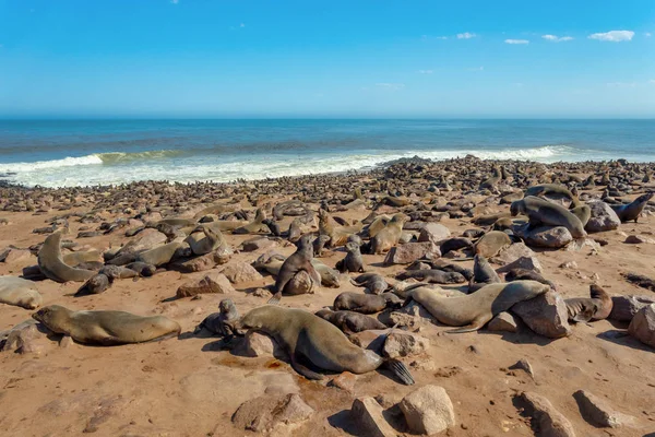 Otarie Fourrure Brune Dans Colonie Cape Cross Namibie Safari Faune — Photo