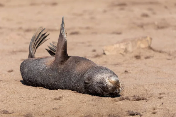 Bebé Foca Piel Marrón Colonia Cape Cross Namibia Safari Fauna — Foto de Stock