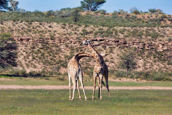 2人の可愛いキリンがダンスを作る カラハリ 雨のシーズン後の緑の砂漠 南アフリカの野生動物サファリのKgalagadiトランスフロンティアパーク — ストック写真