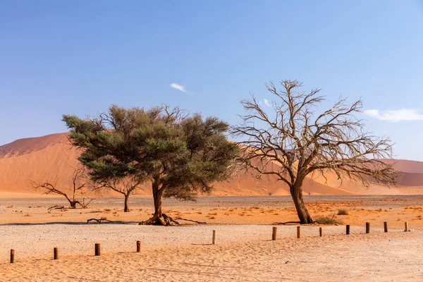 位于纳米比亚沙漠Sossusvlei的沙丘45号 带有枯死的相思树 纳米比亚荒野 — 图库照片