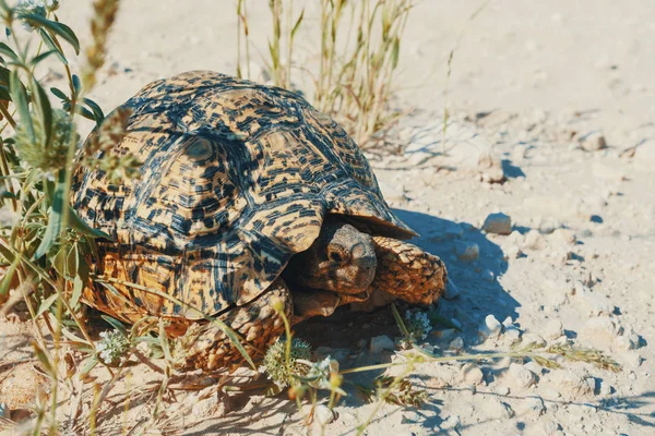 南アフリカ北部の自然生息地にある美しいカメヒョウカメ サファリ野生生物 — ストック写真