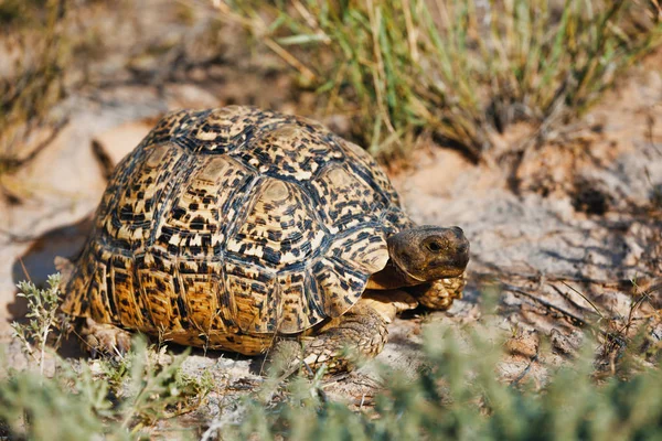 南アフリカ北部の自然生息地にある美しいカメヒョウカメ サファリ野生生物 — ストック写真