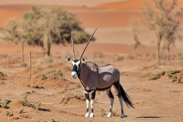 Gemsbok Oryx Gazelle Red Dunes Sossusvlei Namibia Wildlife Safari — Stock Photo, Image