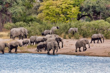 Bebekli Afrika fili sürüsü, Bwabwata 'daki su birikintisinde Loxodonta, Caprivi oyun parkı, Namibya, Afrika safari yaban hayatı ve vahşi doğa.