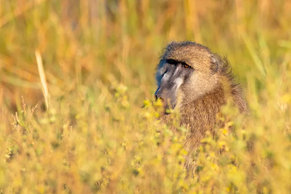 Macaco Chacma Babuíno Papio Anubis Savana Africana Bwabwata Caprivi Tira — Fotografia de Stock