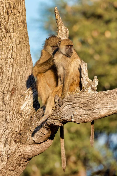 Mono Chacma Babuino Bebé Papio Anubis Sabana Africana Bwabwata Caprivi — Foto de Stock