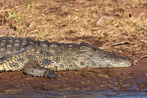在河堤上休息的顽皮鳄鱼 张开的嘴露出牙齿 在博茨瓦纳的乔布河野生动植物 — 图库照片