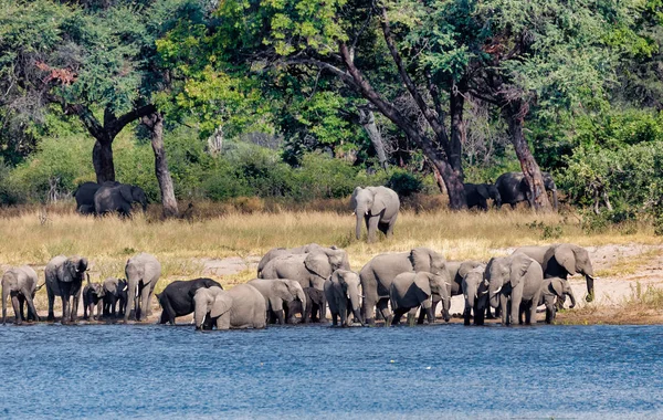 Afrikanische Elefantenherde Mit Babys Loxodonta Wasserloch Bwabwata Caprivi Strip Wildpark — Stockfoto
