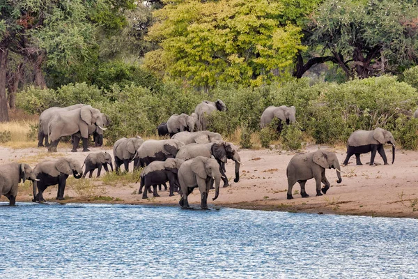 Rebanho Elefante Africano Com Bebês Loxodonta Buraco Água Bwabwata Caprivi — Fotografia de Stock