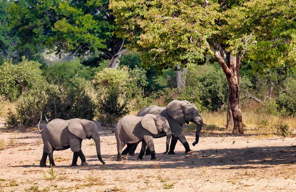 Herd African Elephant Babies Loxodonta Waterhole Bwabwata Caprivi Strip Game — Stock Photo, Image