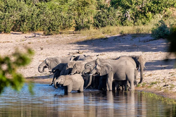 Herd African Elephant Babies Loxodonta Waterhole Bwabwata Caprivi Strip Game — Stock Photo, Image