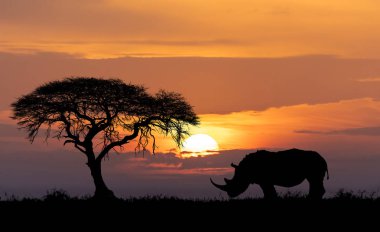 Tipik Afrika manzarası, gergedan, gergedan, Afrika vahşi yaşamı ve vahşi doğa günbatımı konseptiyle savanadaki büyük akasya ağacının silueti.