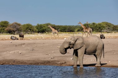 Etosha Ulusal Parkı 'ndaki su birikintisinde içen görkemli Afrika fili arka planda bir grup zürafa, Namibya Afrika' daki vahşi yaşam safarisi