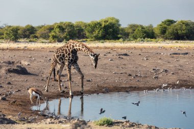 Etosha Ulusal Parkı 'ndaki su birikintisinde zürafa camelopardalis içmek, Namibya safarisi vahşi yaşam