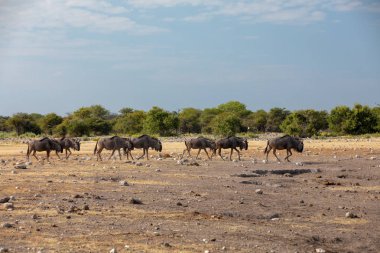 Vahşi Mavi Antilop Gnu Etosha, Namibya Afrika vahşi yaşam safarisine gider. Bu tipik Afrika manzarası.