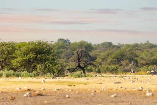 Soluppgång Över Etosha Landskap Med Afrikansk Buske Från Acacia Trees — Stockfoto