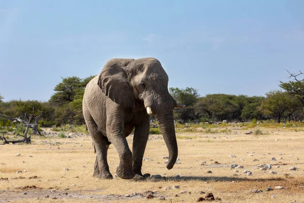 Majestueux Éléphant Afrique Buvant Dans Trou Eau Dans Parc National — Photo