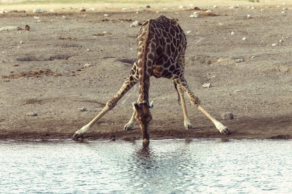飲むキリンCamelopardalis Etosha National Park Waterhole ナミビアのサファリ野生動物 — ストック写真