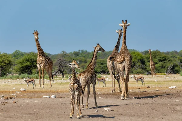 Grupa Żyrafa Camelopardalis Wodopoju Parku Narodowego Etosha Namibia Safari Dzika — Zdjęcie stockowe