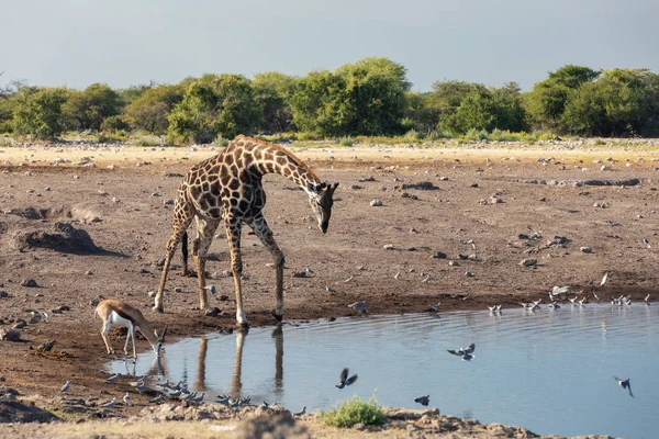 Etosha Ulusal Parkı 'ndaki su birikintisinde zürafa camelopardalis içmek, Namibya safarisi vahşi yaşam
