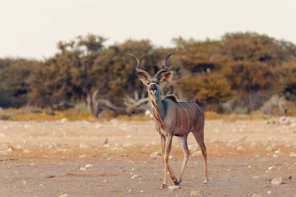 Velký Samec Většího Kudu Tragelaphus Strepsiceros Etosha Namibia Afrika Safari — Stock fotografie