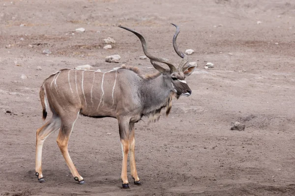 Grande Macho Maior Kudu Tragelaphus Strepsiceros Etosha Namíbia África Safari — Fotografia de Stock