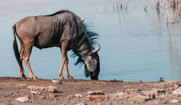 Wild Blue Wildebeest Gnu Bebiendo Del Abrevadero Etosha Namibia Africa —  Fotos de Stock