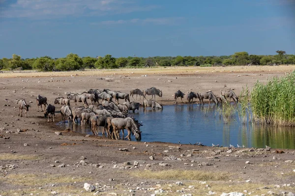 Wild Blue Wildebeest Gnu Boire Partir Trou Eau Etosha Namibie — Photo