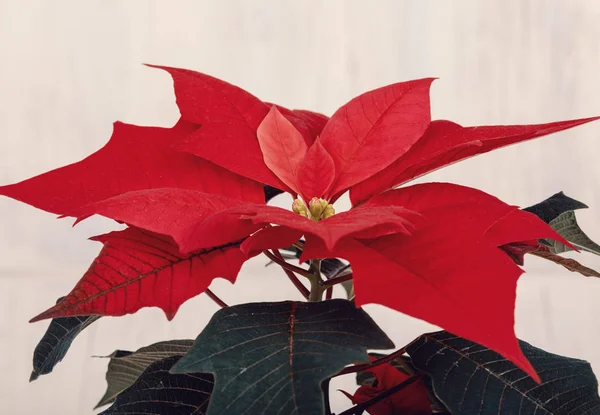 Macro Bela Flor Vermelha Poinsettia Chamado Estrela Natal — Fotografia de Stock