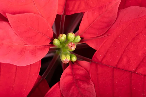 Macro Bela Flor Vermelha Poinsettia Chamado Estrela Natal — Fotografia de Stock