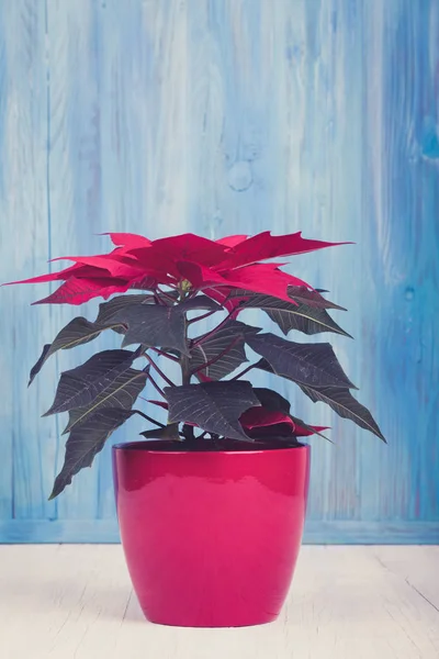 Mooie Bloem Rood Poinsettia Genaamd Kerstster Pot — Stockfoto