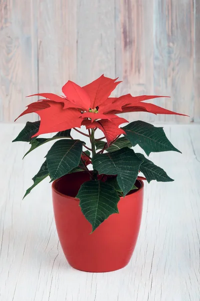 Mooie Bloem Rood Poinsettia Genaamd Kerstster Pot — Stockfoto