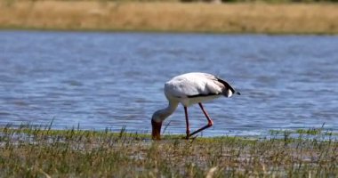 büyük kuş Sarı gagalı leylek (Mycteria ibis) doğal ortamlarında gagasında küçük balık yakalama, Moremi oyun rezerv Botswana, Afrika yaban hayatı
