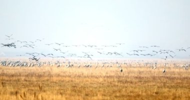 Bayağı turna Gölü, Hortobagy Milli Parkı, Macaristan, puszta geçişinde sürüsü en büyük çayır ve bozkır ekosistemler Avrupa ve UNESCO Dünya Miras Listesi biridir