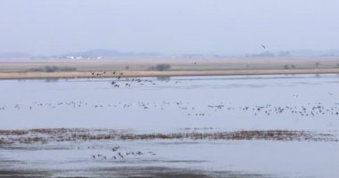 Bayağı turna Gölü, Hortobagy Milli Parkı, Macaristan, puszta geçişinde sürüsü en büyük çayır ve bozkır ekosistemler Avrupa ve UNESCO Dünya Miras Listesi biridir